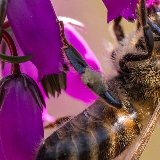 The world of the solitary bee home…