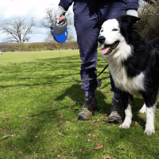 Keep dogs on leads around livestock and under control at all times