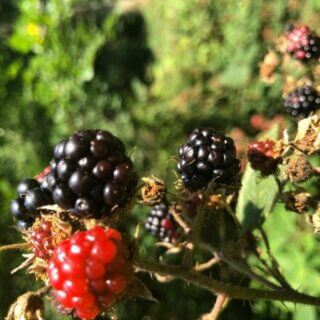 Foraging the Fruits of the Chilterns