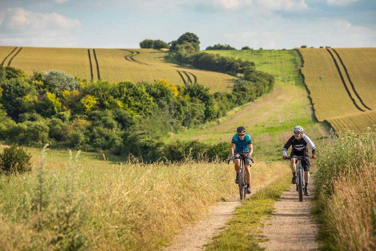 Two people cycling along a track with a beautiful curving hedgerow and fields in the background