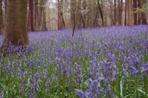 Picture of a bluebell wood