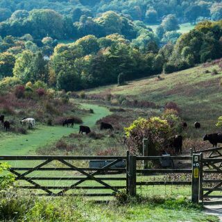 New Year, New You, Chilterns style