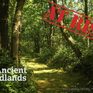 Ecosystems permanently damaged. Irreplaceable wild place destroyed. Wildlife extinction in local areas.