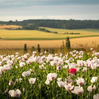 Update on our management plan review