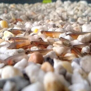 25th Anniversary of the Chilterns Chalk Streams Project