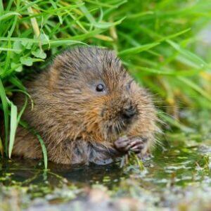 water vole (Peter Trimming Creative Commons licence)