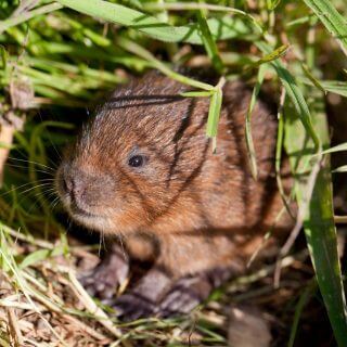 Restoring Hope for Water Voles