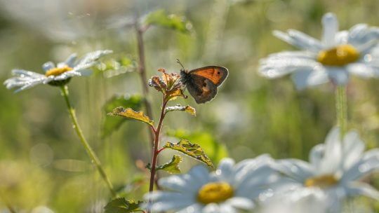 New funding to support nature recovery across the Chilterns