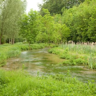 Water in a Dry Landscape - Project Update from the Chilterns Chalk Stream Project Team