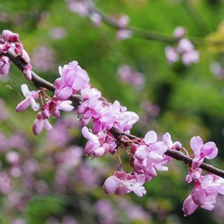 Friends of Priestfield Arboretum