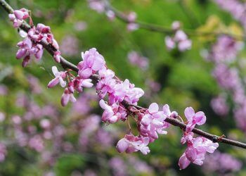 Friends of Priestfield Arboretum