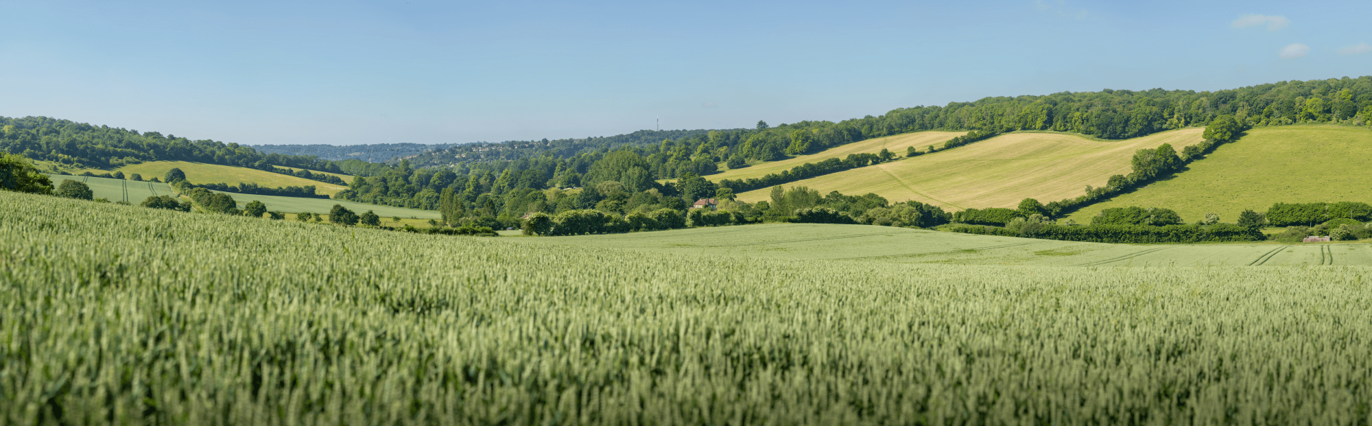 Wide image of a field of wheat with green hills to the background