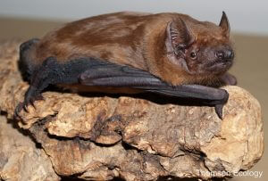 Curled up noctule bat in daylight