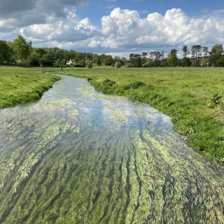 Chalk Streams and Wetland Meadows Project - Update February 2022