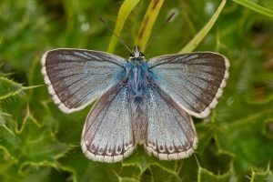 A dusky blue butterfly with its wings open sitting on green leaves.