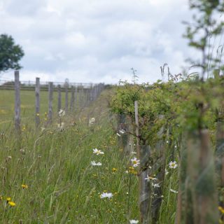 Trees, Hedgerows and Healthy Soils: Chilterns farmers tackling their Carbon Footprint