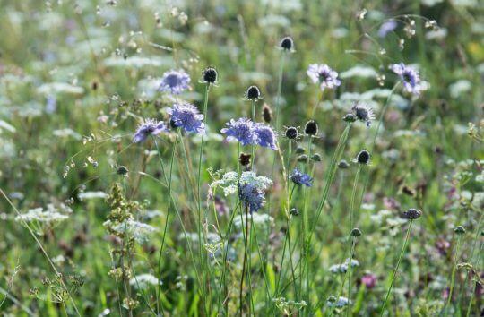 Chalk grassland flora
