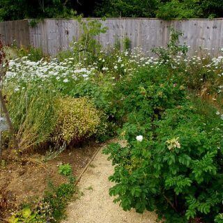 Mill Lane Community Garden, August Update