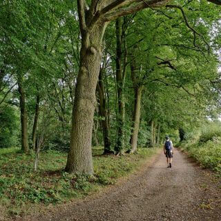 Cheese, woodland & a tree trunk picnic: a walk from Nettlebed through Warburg Nature reserve
