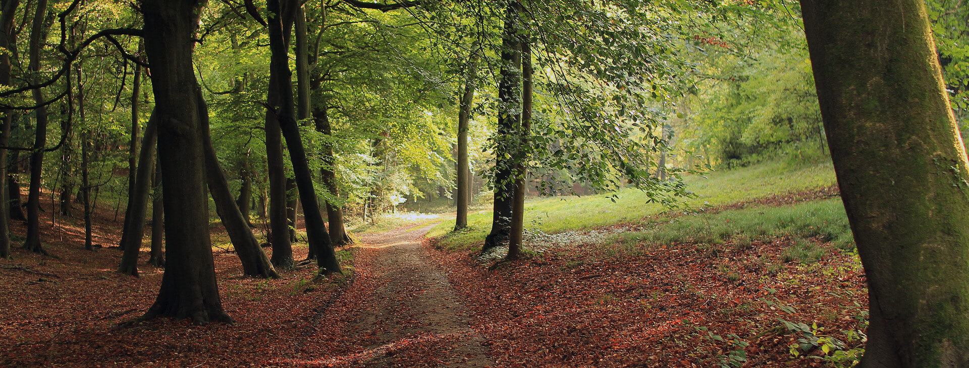 CWFb_autumn_woods_generic facebo