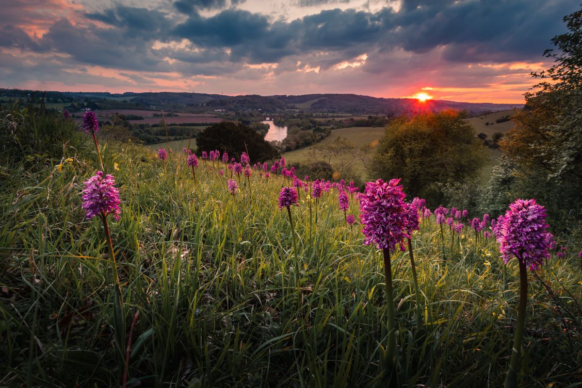 1200 Sunset at Hartslock Nature Reserve River Thames Goring SSSI Orchid Credit Dave Olinski
