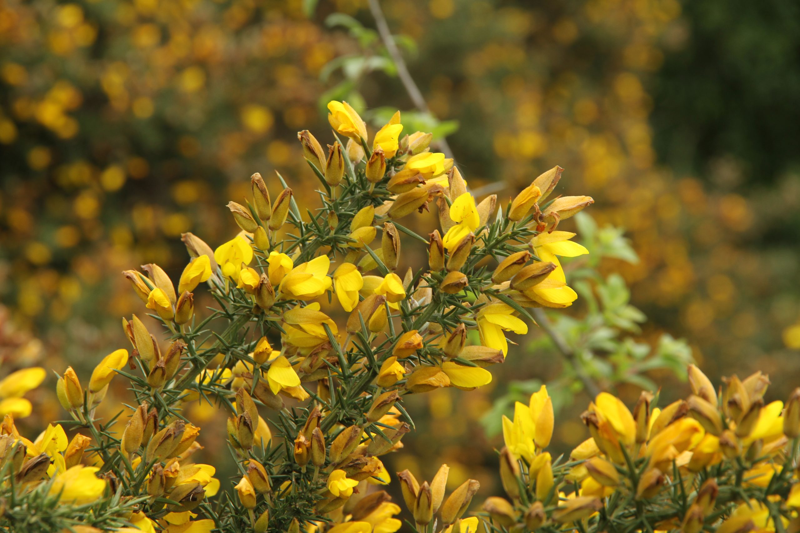 Yellow gorse flowers