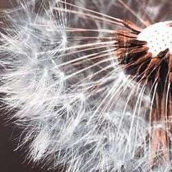 sample_thumbnail ad 250x250