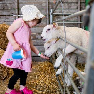 Tourist Trail - summer images - TT feeding sheep