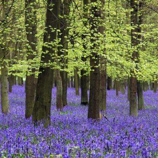 Bluebells: the sign of spring in the Chilterns