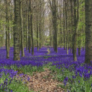 New treescapes guidance hub