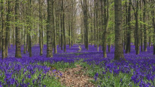 New treescapes guidance hub