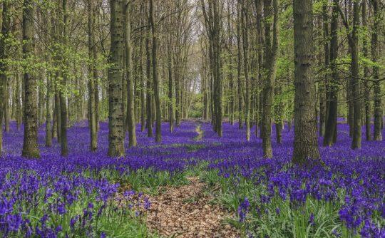 A woodland with dark purple bluebell flowers carpeting the ground.