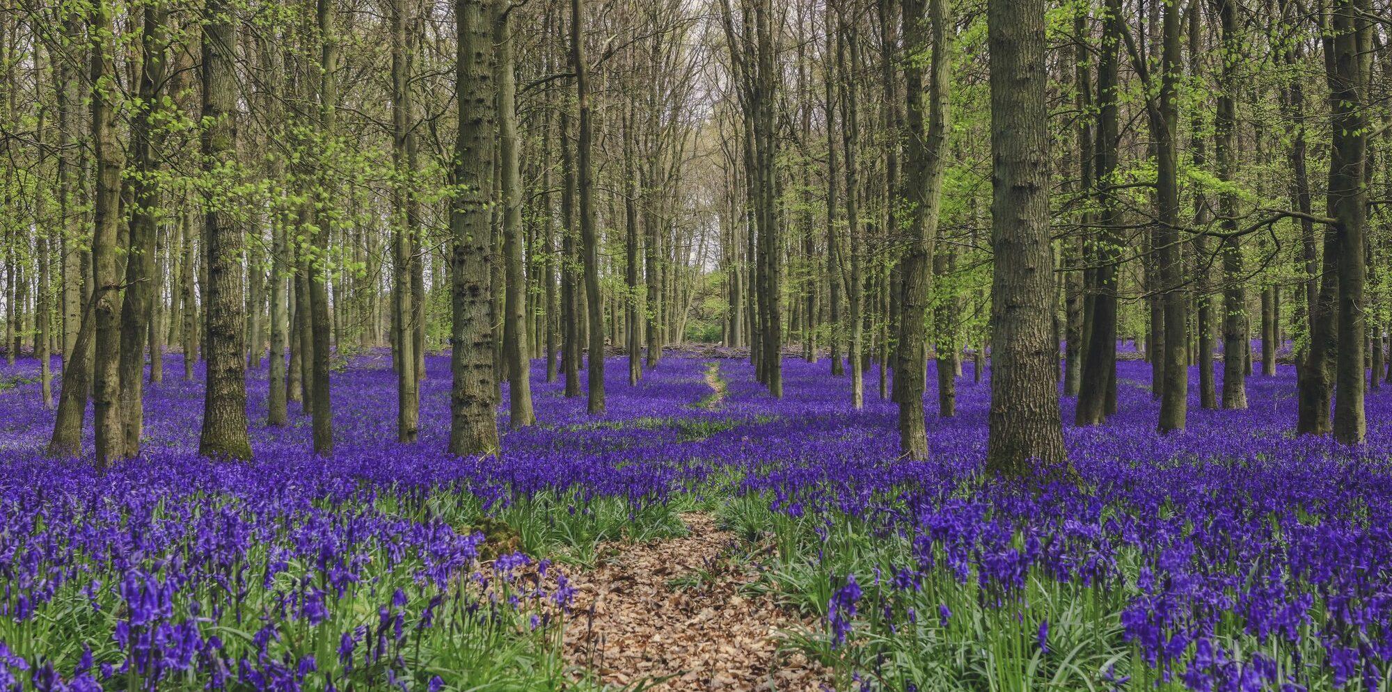 A woodland with dark purple bluebell flowers carpeting the ground.