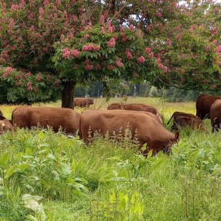 Grazing livestock in the Chilterns