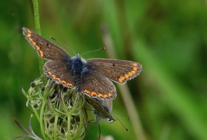 A brown butterfly with orange wing edges sitting on a green leaf.