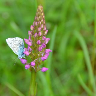 Butterflies of the Chilterns