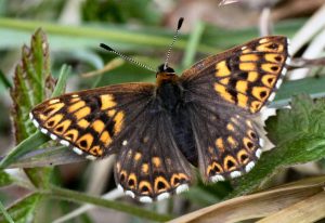 A brown butterfly with orange speckles sitting on a green leaf.