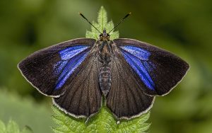 A dark brown butterfly with blue wing stripes sitting on a green leaf.