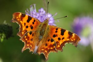An orange butterfly with brown speckles sitting on a purple flower.