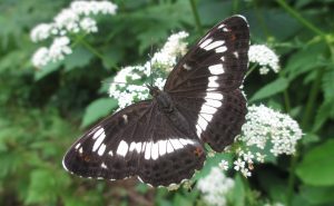 A black-and-white butterfly sitting on small white flowers.