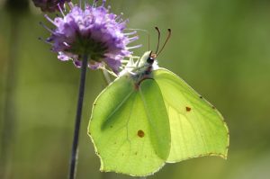 A yellow-green butterfly sitting on a purple flower.