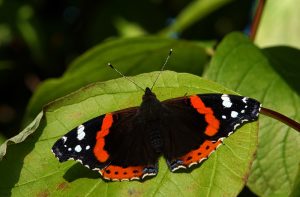 A black, red and white butterfly sitting on a large green leaf. 