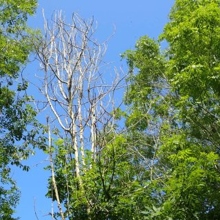 Ash dieback in the Chilterns