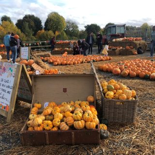 Pumpkin patches of the Chilterns