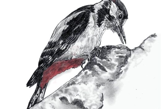6_Great-Spotted-Woodpecker-page-001