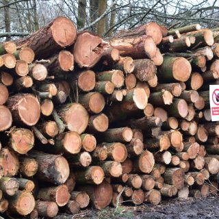 Think before you fell