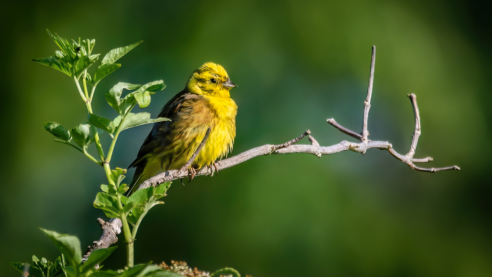 MtG Thames Yellowhammer Simon Bo (1)