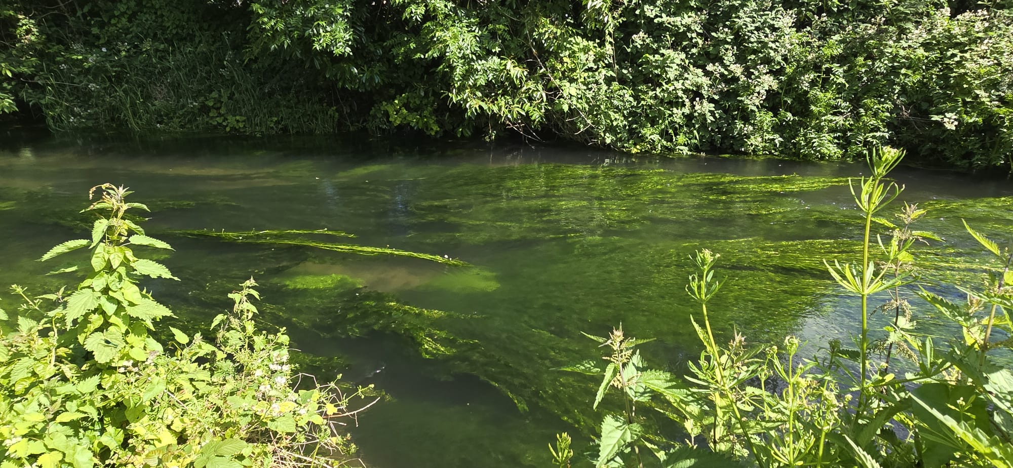 Not Bourne Yesterday: Chalk Stream Communities of the Chilterns