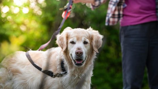 Keep your dog safe around livestock this spring