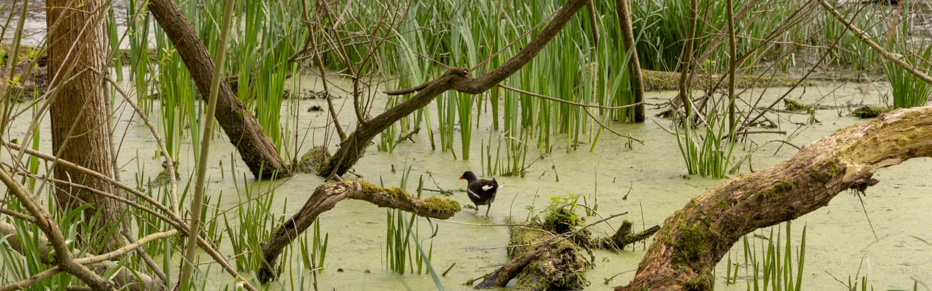 Withymead Nature Reserve